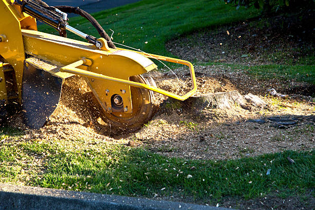 Best Tree Trimming Near Me  in Hamburg, NJ